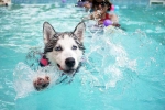 Dog Fitness research, Swimming Dog Fitness, how can swimming boost your dog s fitness, Swimming