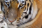 covid-19, novel coronavirus, bronx zoo tiger nadia the first animal tested positive for covid 19, Dry cough