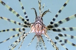 Venomous lionfish stung Florida driver, Venomous lionfish stung Florida driver, venomous lionfish lefts florida diver hospitalized, Boca raton