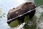 Elephant killed, Elephant killed, whole nation mourned at elephant s death in kerala, Ratan tata