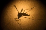 outbreak of Zika, outbreak of Zika, zika outbreak in florida, Birth defects