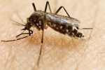 Florida, Zika-free florida, zika free florida, Birth defects