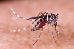 Rick Scott, Zika, florida continue to offer zika tests for pregnant women, Florida top story